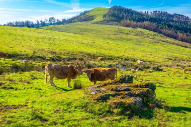 San Sebastian yakınlarındaki Urnieta 'daki Adarra Dağı' nın tepesinde kahverengi yabani inekler. Gipuzkoa, Bask Ülkesi