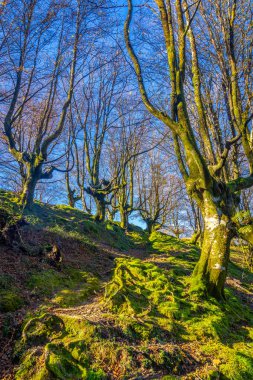 Urnieta 'daki Adarra Dağı' nın zirvesinde bir kayın ormanı. Gipuzkoa, Bask Ülkesi