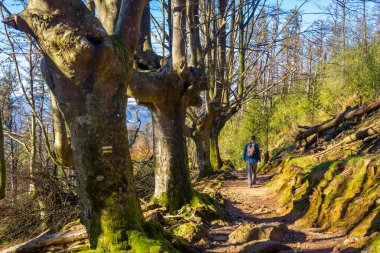 Urnieta 'daki Monte Adarra kayın ormanında yürüyen bir yürüyüşçü. Gipuzkoa, Bask Ülkesi
