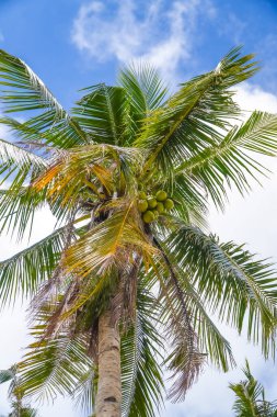 Palmiye ağacında yetişen yeşil hindistan cevizleri mavi gökyüzüne karşı Filipinler 'deki tropik bir adada beyaz bulutlar