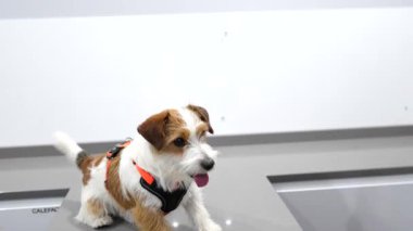 Veteriner, Jack Russell Terrier 'a emniyet kemeri takıyor. Köpek için güvenli ve rahat bir ortam sağlıyor.