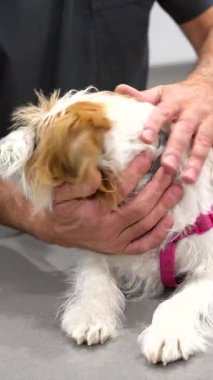 Profesyonel veteriner, hayvan kliniğinde kapsamlı bir tıbbi muayene sırasında Jack Russell Terrier 'ın boynunu dikkatle yokluyor.