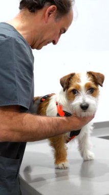 Veteriner, klinik masasında koşum takımı takan Jack Russell Terrier 'ı tutuyor ve muayene ediyor.