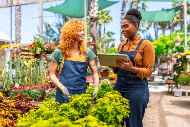 İki kadın bahçe çalışanı serada ya da bitki yetiştirmede dijital tablet kullanarak envanter ve bitki bakımını tartışıyor.