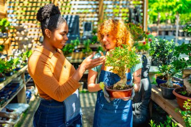 Bahçıvan elinde bonsai tutup güneşli bir günde bir müşteriyle konuşuyor.