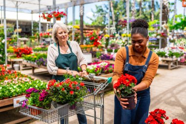 Canlı bir bahçe merkezinde birlikte çalışan iki kadın renkli çiçeklerle dolu arabaları ve bereketli bitkileri ılık güneş ışığı altında iterler.