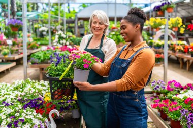 İki gülümseyen kadın işçi, bir sera ya da bahçe merkezindeki tencerede renkli çiçekleri seçiyor.