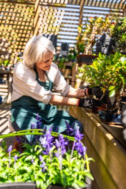 Mutlu bahçıvan, canlı bitkiler ve çiçeklerle çevrili güneşli bir serada bonsai ağacını buduyor, neşe ve sükunet saçıyor.