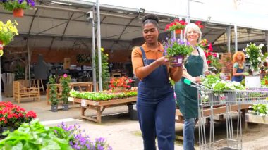 Profesyonel kadın bahçıvanlar işbirliği içinde çalışıyorlar, güneş ışığında serada canlı bitki ve çiçeklerle dikkatlice ilgileniyorlar, botanik bakımı için bahçecilik uzmanlığı ve tutku sergiliyorlar.