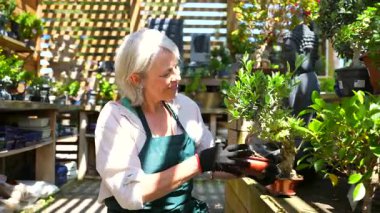 Tecrübeli bahçıvan narin bonsai ağacını özenle ve titizlikle yetiştiriyor.
