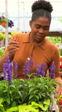 Kadın bahçıvan, güneş ışığında serada çalışırken canlı mor çiçekleri dikkatle inceliyor, bitki yetiştirme ve botanik büyüme tutkusu sergiliyor.