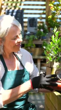Tecrübeli bahçıvan, güneşli seranın içinde narin özen ve tutkuyla narin bonsai yetiştiriyor. Profesyonel uzmanlık gösteriyor.