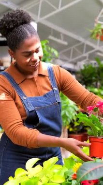 Profesyonel Afro-Amerikan bahçıvan renkli bitkileri ve çiçekleri dikkatlice yetiştirirken güneşli serada gülümseyen, kendini adamış bahçecilik uzmanlığını sergileyen