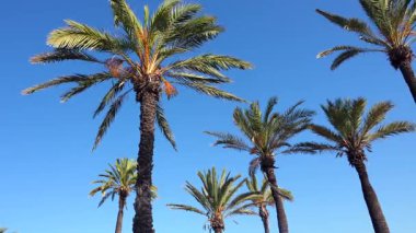Zarif palmiye ağaçları, güneşli bir günde doğanın ve tropikal manzaraların güzelliğini gösteren açık mavi bir gökyüzünün altında nazikçe sallanırlar.