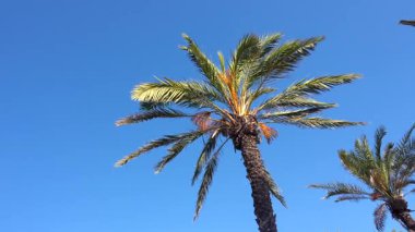 Palmiye ağaçları hafif bir meltemle dalgalanır canlı bir mavi gökyüzüne karşı, sakin bir tropik manzara yaratır.