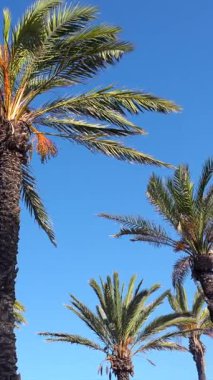Rüzgarda sallanan birden fazla palmiye ağacı canlı bir mavi gökyüzüne karşı, barışçıl bir tropik manzara yaratıyor.