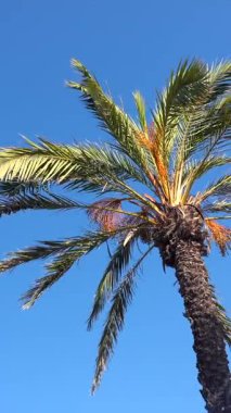 Hafif meltem sallanan palmiye yaprakları canlı mavi gökyüzüne karşı sakin bir tropikal manzara yaratıyor.