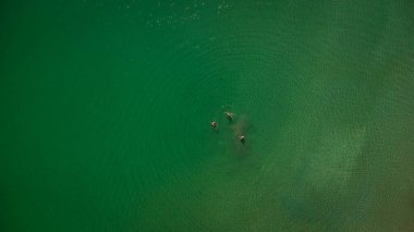 Galiçya 'nın nefes kesici kıyı kasabası Viveiro' daki Covas Sahili 'nin ferahlatıcı sularının tadını çıkaran insanların hava manzarası.