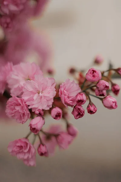 Sakura Rosa Flor Cerezo Jardín Primavera —  Fotos de Stock