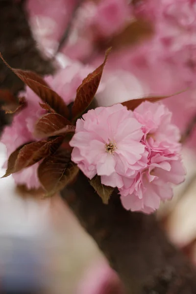 Růžové Sakura Třešňové Květy Jarní Zahradě — Stock fotografie