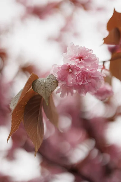 Yağmurlu gün sakura kiraz çiçeği 