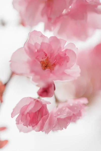 Rainy Day Sakura Cherry Blossom — Stock Photo, Image