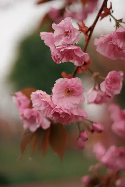 Día Lluvioso Sakura Flor Cerezo —  Fotos de Stock