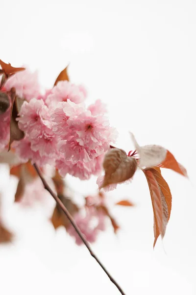 Sakura Rosa Flor Cerezo —  Fotos de Stock