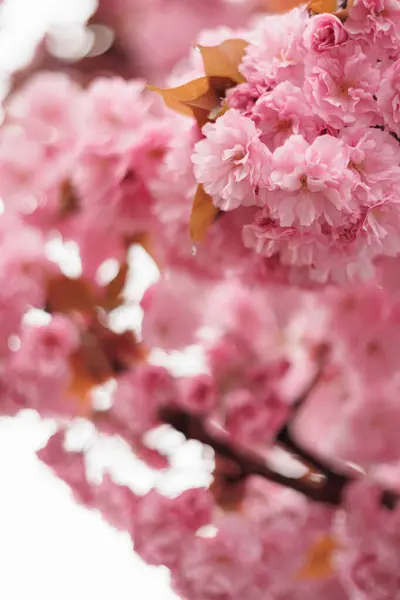 Pembe sakura kiraz çiçeği