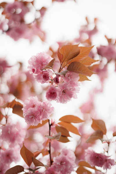 Růžový Sakura Cherry Blossom — Stock fotografie