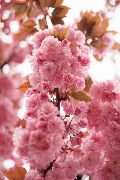 Sakura Rosa Flor Cerezo —  Fotos de Stock