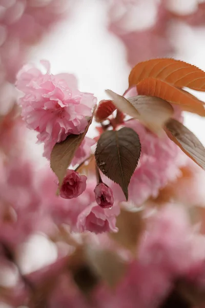 Pembe sakura kiraz çiçeği