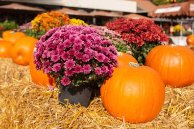 Balkabaklı sonbahar dekoru. Sonbaharda renkli kasımpatılar. Cadılar Bayramı balkabakları ve sonbahar mevsiminde tatil süslemeleri kırsal alan, balkabağı hasadı ve mevsimlik tarım, doğa manzarası