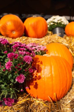 Balkabaklı sonbahar dekoru. Sonbaharda renkli kasımpatılar. Cadılar Bayramı balkabakları ve sonbahar mevsiminde tatil süslemeleri kırsal alan, balkabağı hasadı ve mevsimlik tarım, doğa manzarası