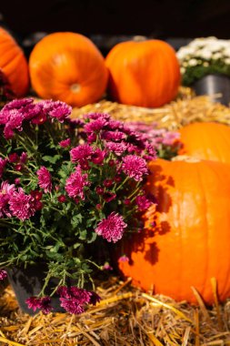 Balkabaklı sonbahar dekoru. Sonbaharda renkli kasımpatılar. Cadılar Bayramı balkabakları ve sonbahar mevsiminde tatil süslemeleri kırsal alan, balkabağı hasadı ve mevsimlik tarım, doğa manzarası