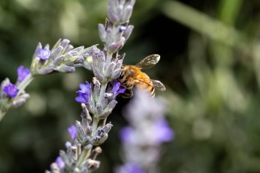 closeup of beautiful bumblebee on the flower