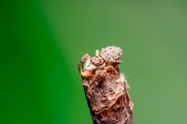 Beyaz arkaplanda yeşil bir çekirgeye yaklaş