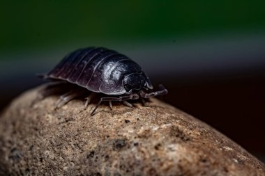 oniscdeos, commonly known as sowbugs, ball bugs or earth pigs