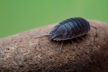 oniscdeos, commonly known as sowbugs, ball bugs or earth pigs