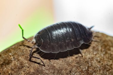 oniscdeos, commonly known as sowbugs, ball bugs or earth pigs