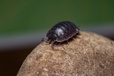 oniscdeos, commonly known as sowbugs, ball bugs or earth pigs