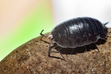 oniscdeos, commonly known as sowbugs, ball bugs or earth pigs