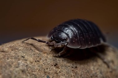 oniscdeos, commonly known as sowbugs, ball bugs or earth pigs