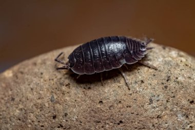 oniscdeos, commonly known as sowbugs, ball bugs or earth pigs