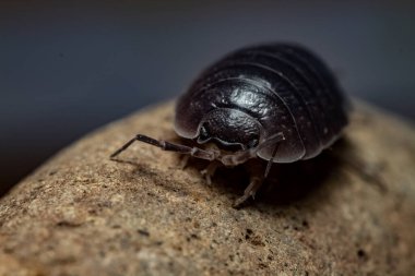 oniscdeos, commonly known as sowbugs, ball bugs or earth pigs