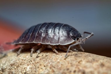 oniscdeos, commonly known as sowbugs, ball bugs or earth pigs