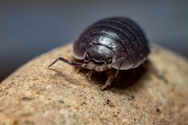 oniscdeos, commonly known as sowbugs, ball bugs or earth pigs