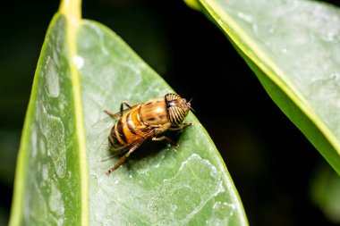 tiger fly on the leaf of a plant in the garden