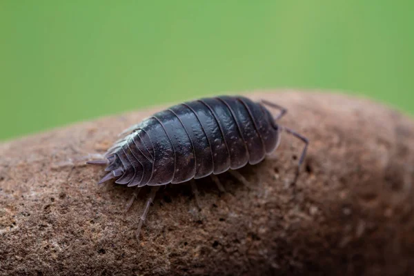 oniscdeos, commonly known as sowbugs, ball bugs or earth pigs