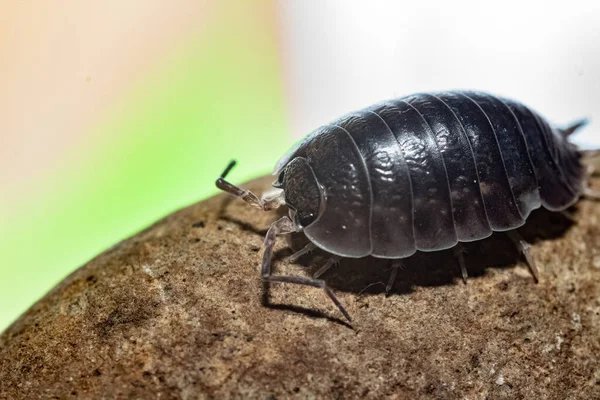 oniscdeos, commonly known as sowbugs, ball bugs or earth pigs